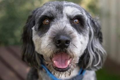 Blake is a very handsome crossbreed lad aged five. He is super-friendly and is great with other dogs. He will chase cats and small furries. He knows basic commands and is eager to please. He loves to play and needs an active family who will want to include him in their adventures.
