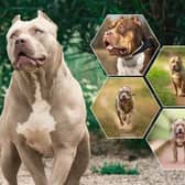 XL Bully Dogs/National World