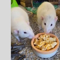 Rats dumped in alley and 'left with the rubbish' rescued by Northamptonshire animal charity