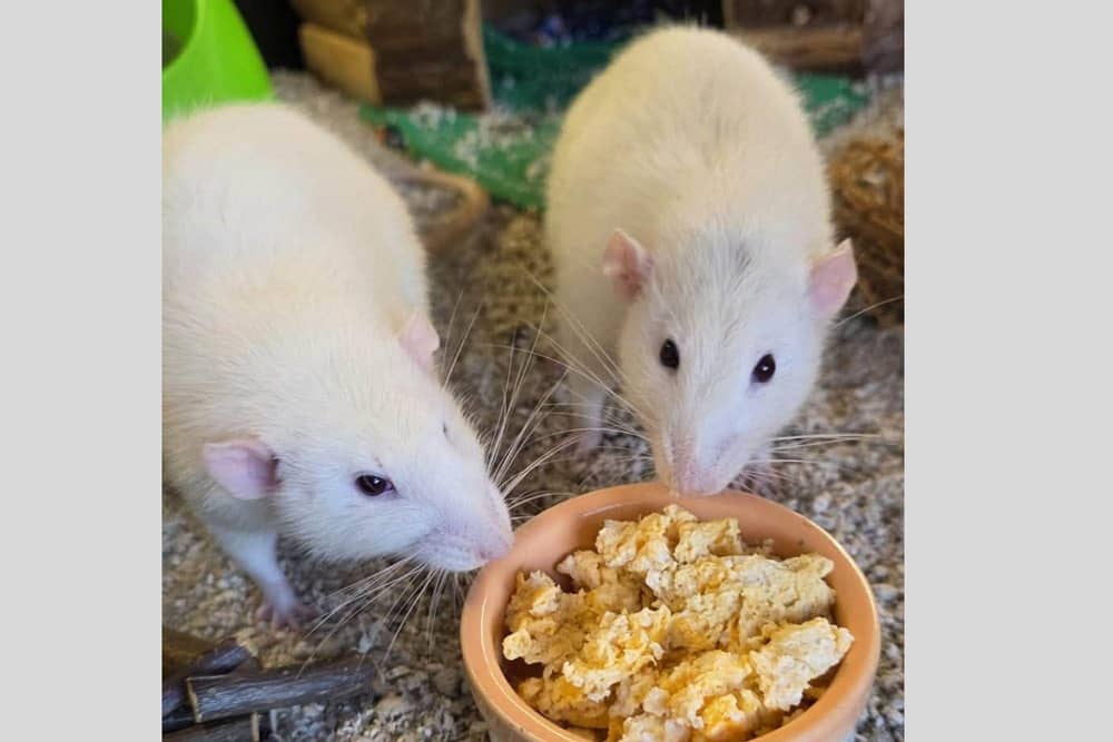 These rats, found dumped in a box in an alley, have been taken in by Animals In Need in Little Irchester, near Wellingborough