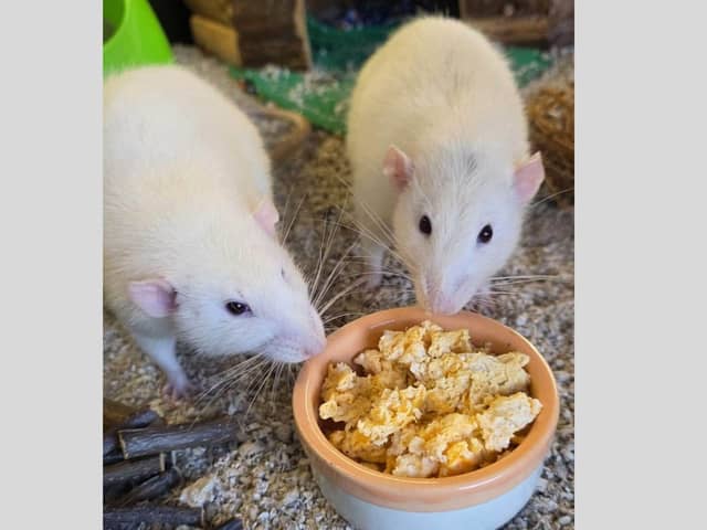 These rats, found dumped in a box in an alley, have been taken in by Animals In Need in Little Irchester, near Wellingborough
