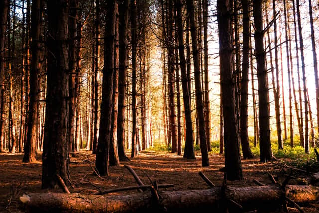 Fineshade Wood