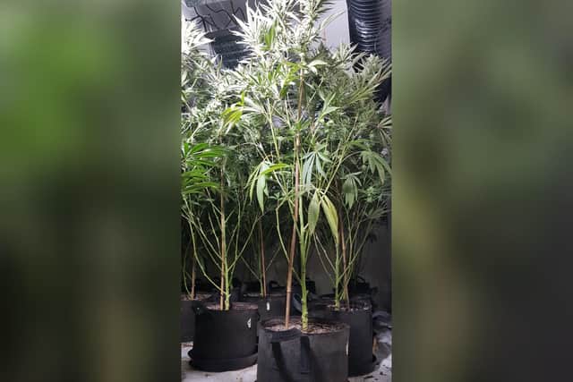 Cannabis seized in one of the raids. Credit: Kettering Police Team