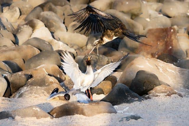 The photo Claire Waring took to claim first prize of the Galapagos Conservation Trust’s Photography Competition