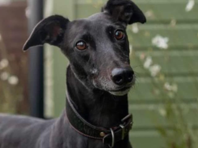 Diva is a sweet, four-year-old retired racer who’s a bit shy and still getting used to the world. She adores people, although she may be a little timid at first, and loves to cuddle once she’s comfortable. Diva enjoys the company of other dogs and would thrive in a home with a gentle but confident dog to help her build confidence. She’s currently sharing a kennel with her buddy Dylan. She walks beautifully on a lead and wears a muzzle on walks as a precaution from her racing days. Diva is also very clean in her kennel.