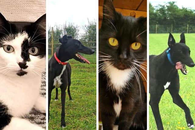 These four cats and dogs are hoping to find their forever home