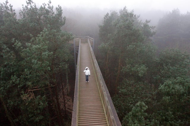 New Year's Day dawn at the Tree Top Walkway in Salcey Forest in 2008