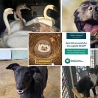 Northamptonshire animal sanctuary needs nominations to help secure £5,000