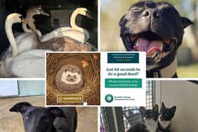 Animals In Need is asking people to nominate them in a bid to secure £5,000 in the special draw
