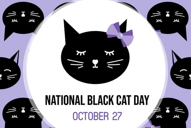 In celebration of the black cat - National Black Cat Day (photo: Adobe)