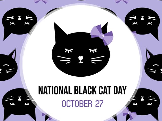In celebration of the black cat - National Black Cat Day (photo: Adobe)