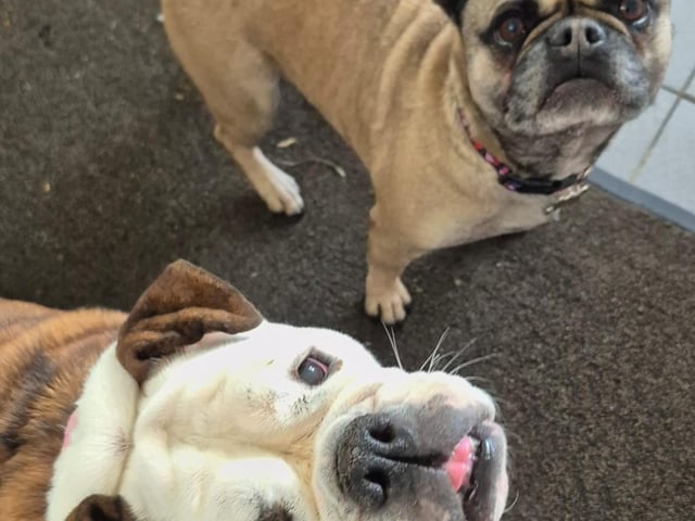Willow: 4-year-old Frug. Sassy: 6-year-old Bulldog. These much-loved, friendly girls are looking for a new home together. They have previously lived with children.