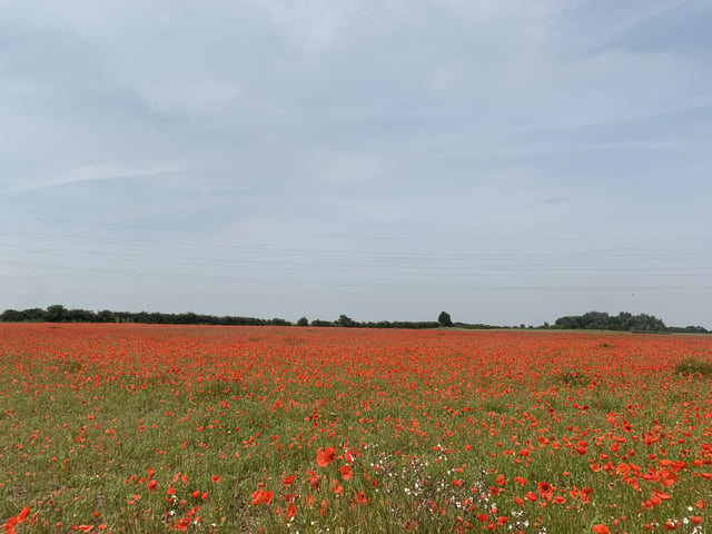 Andy Shah sent in this phenomenal poppy photograph