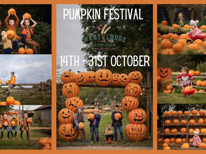As well as picking your own pumpkin, West Lodge is offering a panto style ghost story, wand making, a cauldron corridor, a meet and greet with Daisy the witch, spooky tractor rides and more.
The festival is on from October 14 to October 31.
Visit the West Lodge website to find out more.