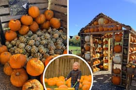 There's plenty of pumpkins at West Lodge Farm Park near Desborough