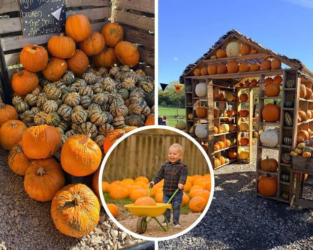 There's plenty of pumpkins at West Lodge Farm Park near Desborough