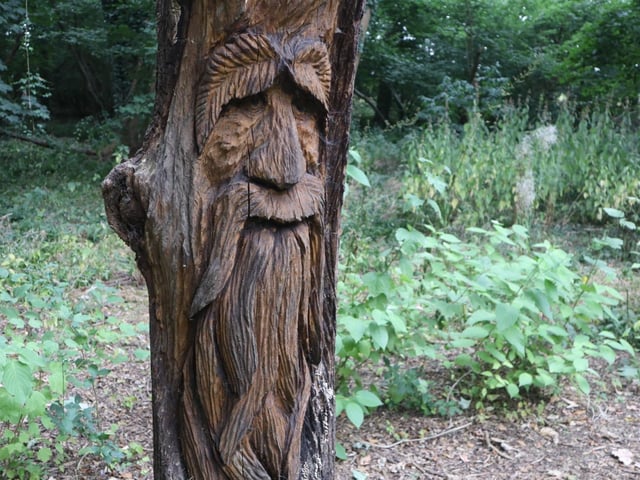 Iron Pit Woods summer fun day