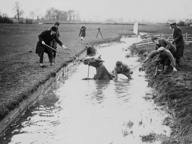 7th April 1936: Grafton Hunt Hunter Trials at Langford Farm, Greens Norton, Towcester, Northamptonshire. Captain T G Du Buisson , Secretary of the Grafton Hunt being rescued after a fall from 'George' in the Member's Trial. (Photo by Harrison /Topical Press Agency/Getty Images)