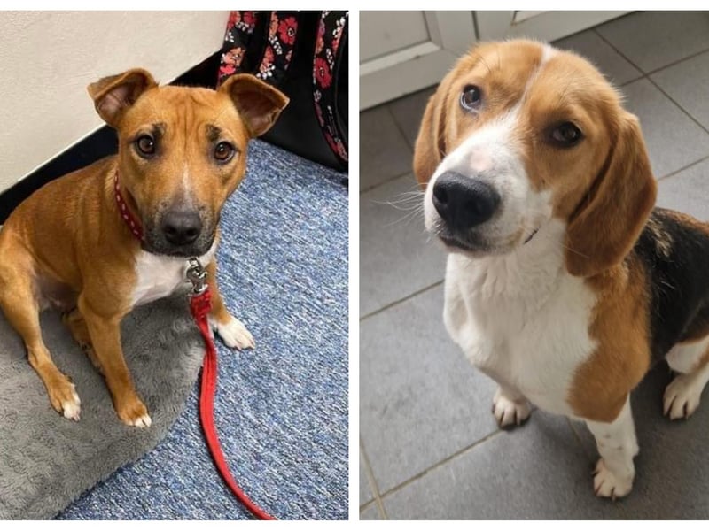 Take a look at six rescue dogs in Northants looking for their forever home