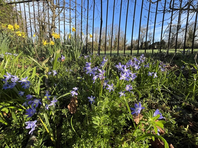Spring flowers seeking the sun. Picture by Jeanette Hancock