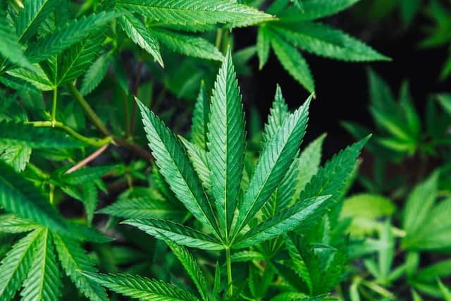 More than 300 cannabis plants were found