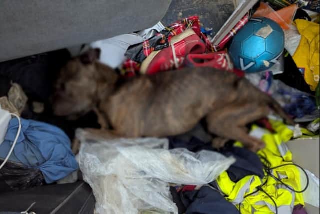The emaciated body of Kilo was found by an RSPCA investigator in Irthlingborough/RSPCA
