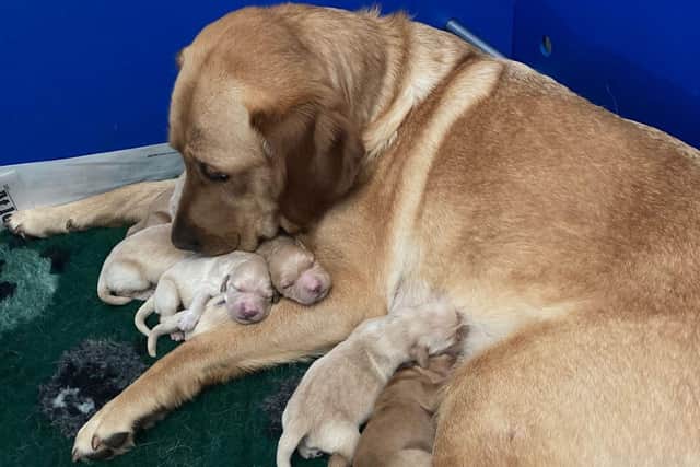 Guide dog mum Fiji with some of her litter.