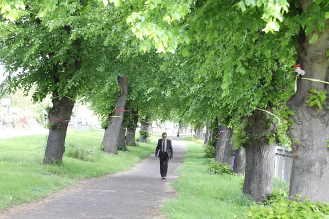 The trees that could be felled in London Road, Wellingborough