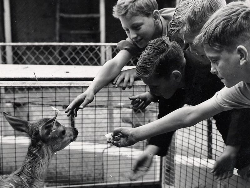 Fun in the petting area