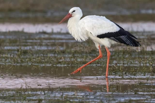 Matt Hazleton also captured this shot of a white stork at Summer Leys last week
