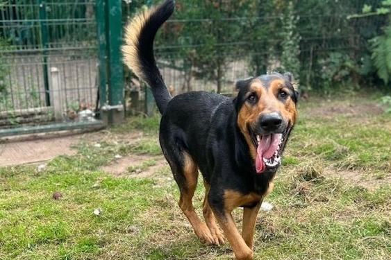 Annie said: "Loki is a very handsome, happy 18 month old German shepherd x Doberman. He joined us from a council pound. He is not bothered but other dogs, not yet cat tested. An active adult home would suit this chap best as he gets very excitable & boisterous."