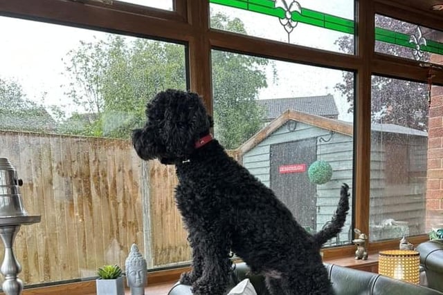 Joanne Moll's dog Travis was on high alert, but handled the storm like a champ