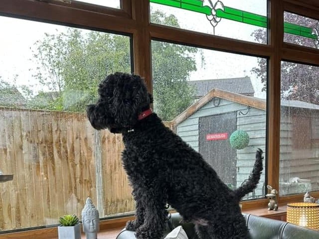 Joanne Moll's dog Travis was on high alert, but handled the storm like a champ