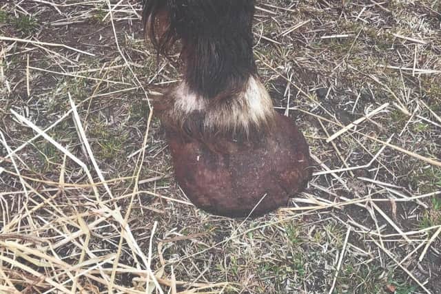 Overgrown hoofs had not been trimmed for months