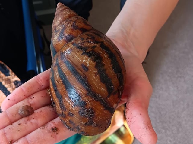 African Giant Snails, little and large