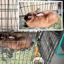 Animals In Need has taken in a rabbit found dumped in a crate at the side of the road in Desborough