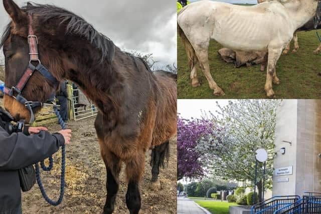 Kelly Hoyle from Rothwell was back before Northampton Magistrates' Court after breaching an order banning her from owning horses. Image: RSPCA /  National World