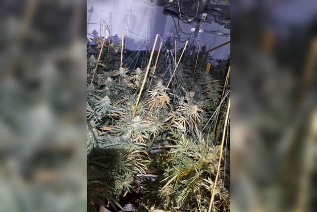 One of the cannabis factories. Credit: Kettering Police Team