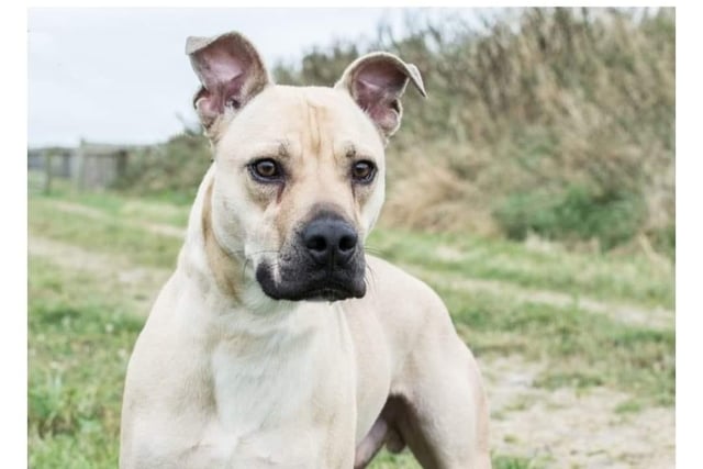 Wilson is a handsome two year old bull Lurcher who needs an active, firm but fare home. He can be shy but will also test his boundaries, a home with no other animals and older sensible children would suit him.