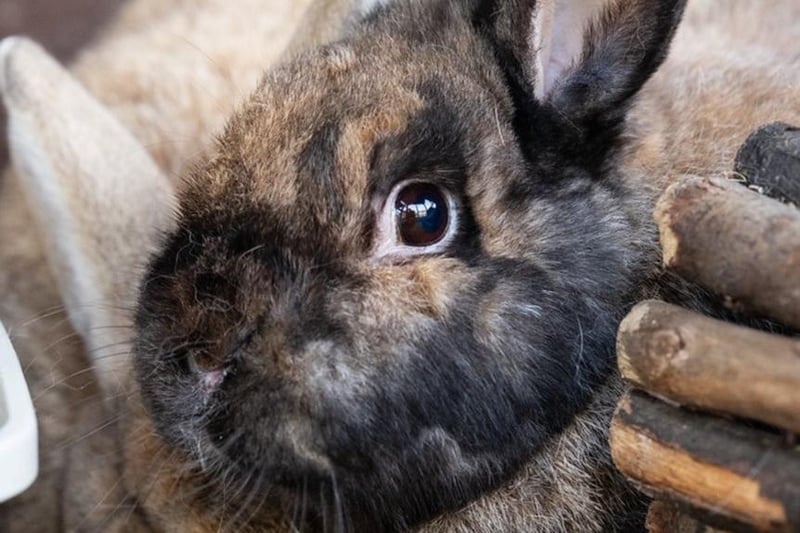 Animals In Need currently has more than 30 bunnies needing homes