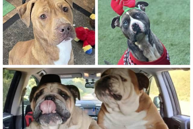 Here are 17 rescue dogs in Northamptonshire looking for a forever home this week.