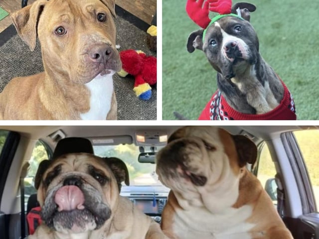 Here are 17 rescue dogs in Northamptonshire looking for a forever home this week.