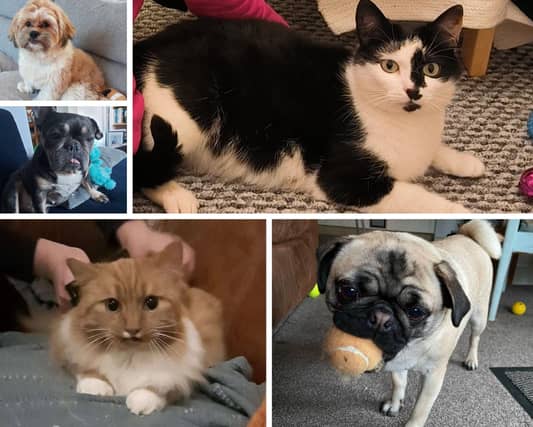 Redhead Rescues Animal Sanctuary is trying to re-home these cats and dogs