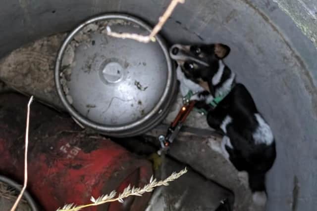 Jimmy the dog was rescued after falling down an uncovered well in Corby/NFRS