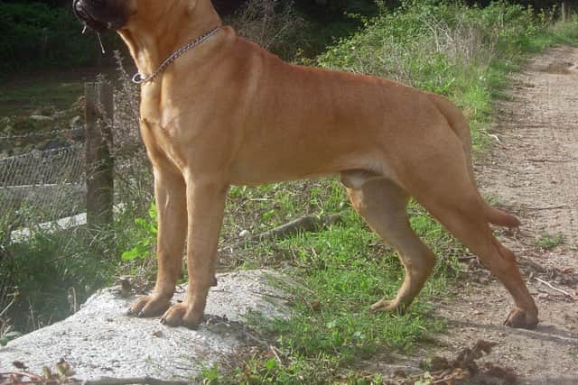 File image of a bullmastiff. Credit: Fausto Moreno. Cropped and levels corrected by Pharaoh Hound, CC BY-SA 3.0