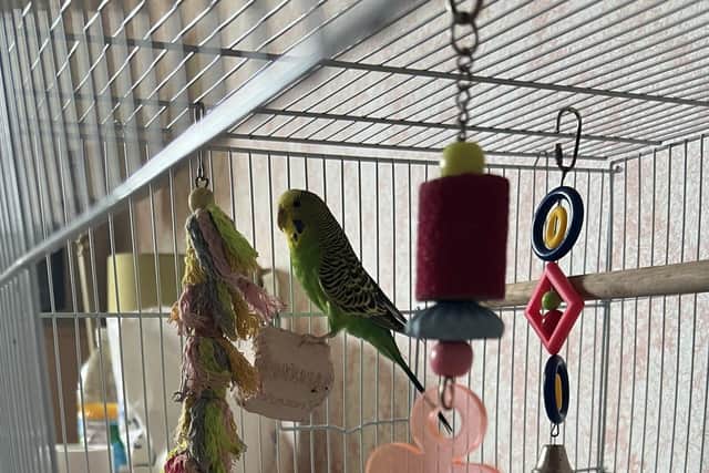 'Fred' the budgie has helped Robert Hasker settle into his new environment at Pytchley Court