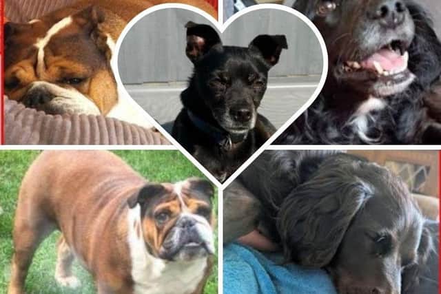 Atlantis, Daisy and Russ are hoping to find their forever homes