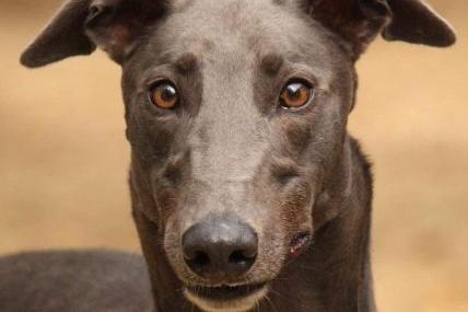 Art is a four year old ex-racing Greyhound. He is gentle with people but could not be rehomed where there are cats or small furries.