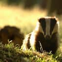 Badger culling licences have been granted in Northamptonshire