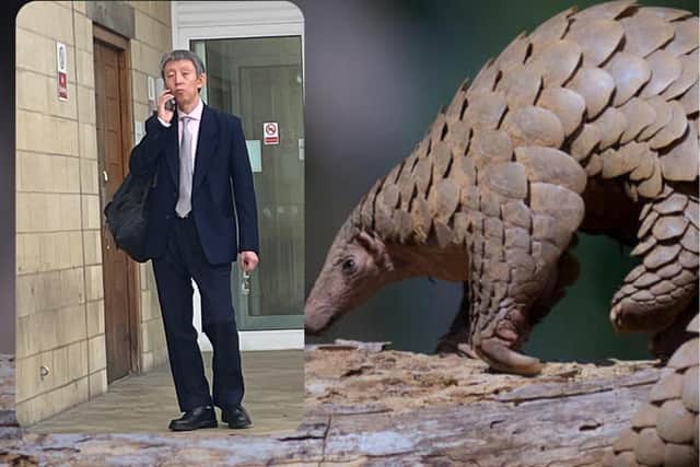 An endangered pangolin. Insert: Lei Zheng at Northampton Crown Court.